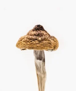 premium B+ magic mushrooms dried psilocybin mushrooms high quality strain