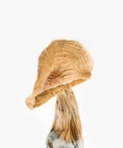 African Kobe Mushrooms