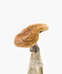 premium golden teacher mushrooms dried psilocybin mushrooms high quality strain