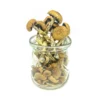 Penis envy mushrooms