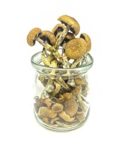 premium penis envy mushrooms in glass bottle high potency dried psilocybin mushrooms