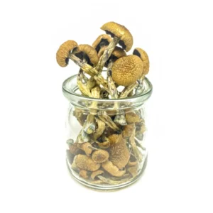 Penis envy mushrooms