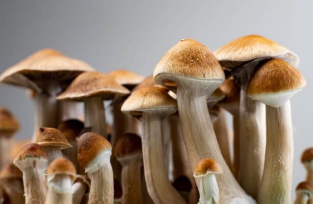 buy mushrooms online