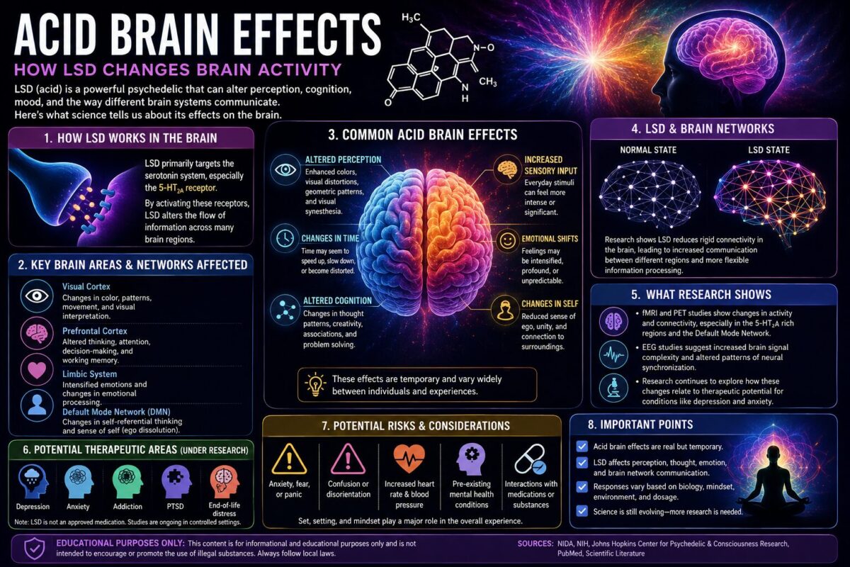 Acid Brain Effects infographic explaining how LSD affects serotonin, perception, cognition, brain activity, and neural networks.